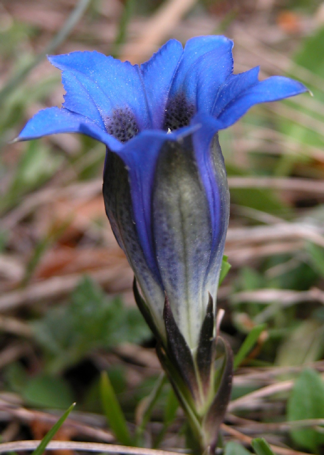Genziane delle Prealpi Lecchesi (G. acaulis e G. clusii)